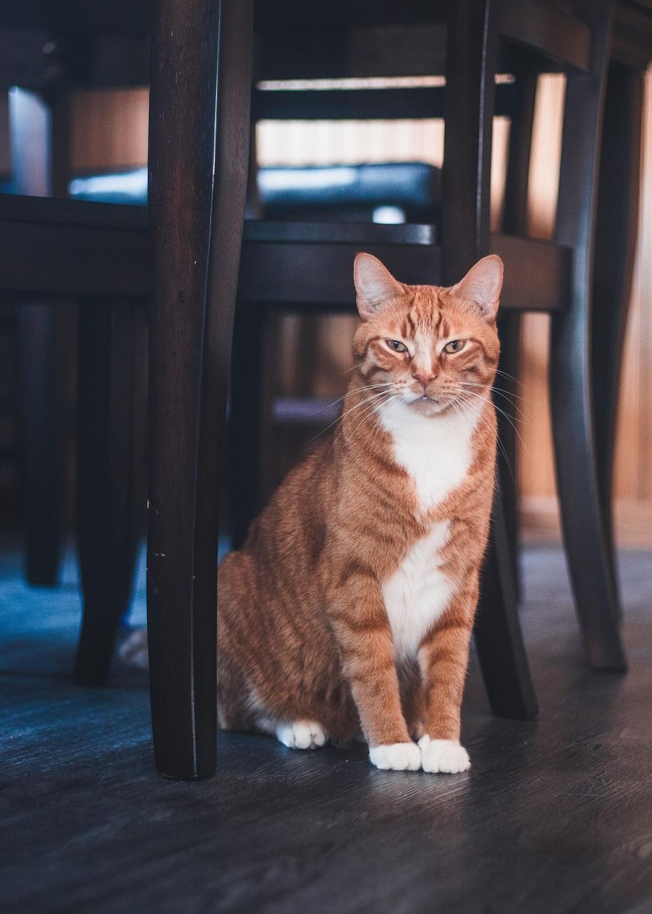 多图像融合输入:猫